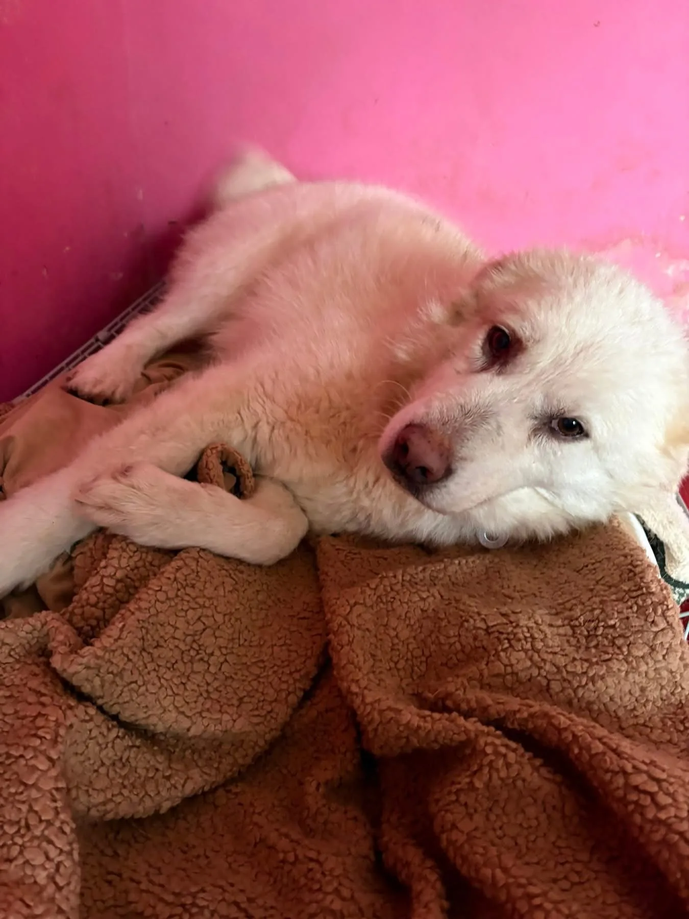 Granny — Mixed Breed