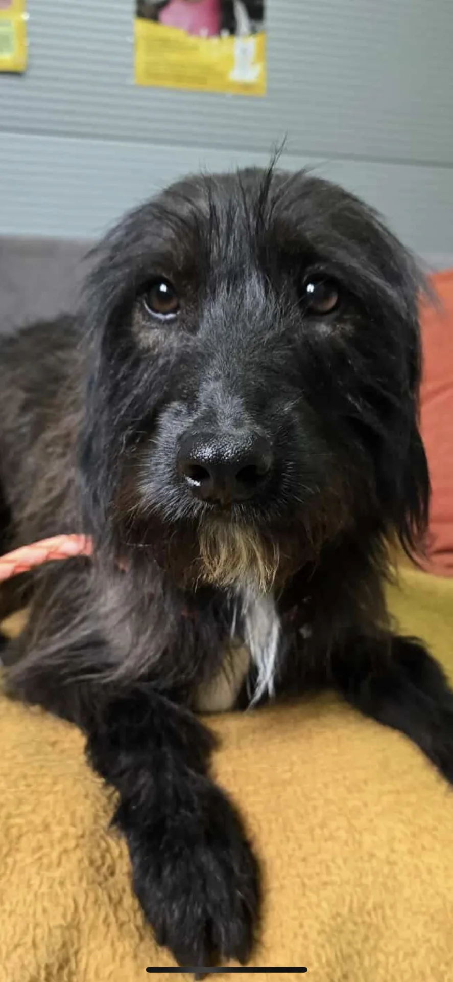 Livia — Mixed Breed