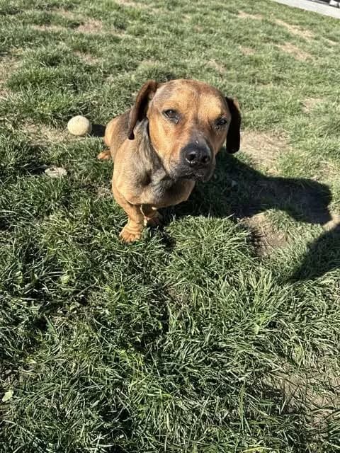 Noodle — Mixed Breed