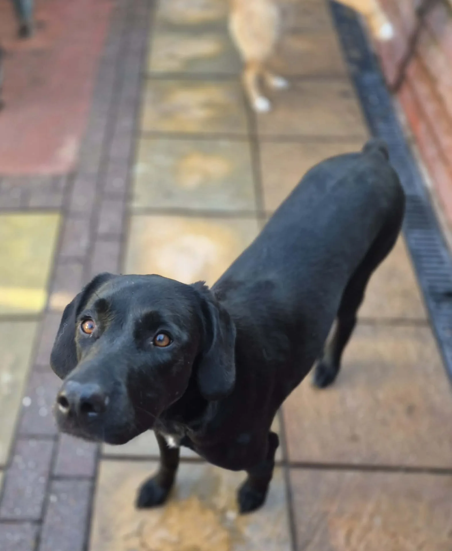 Ylana — Mixed Breed