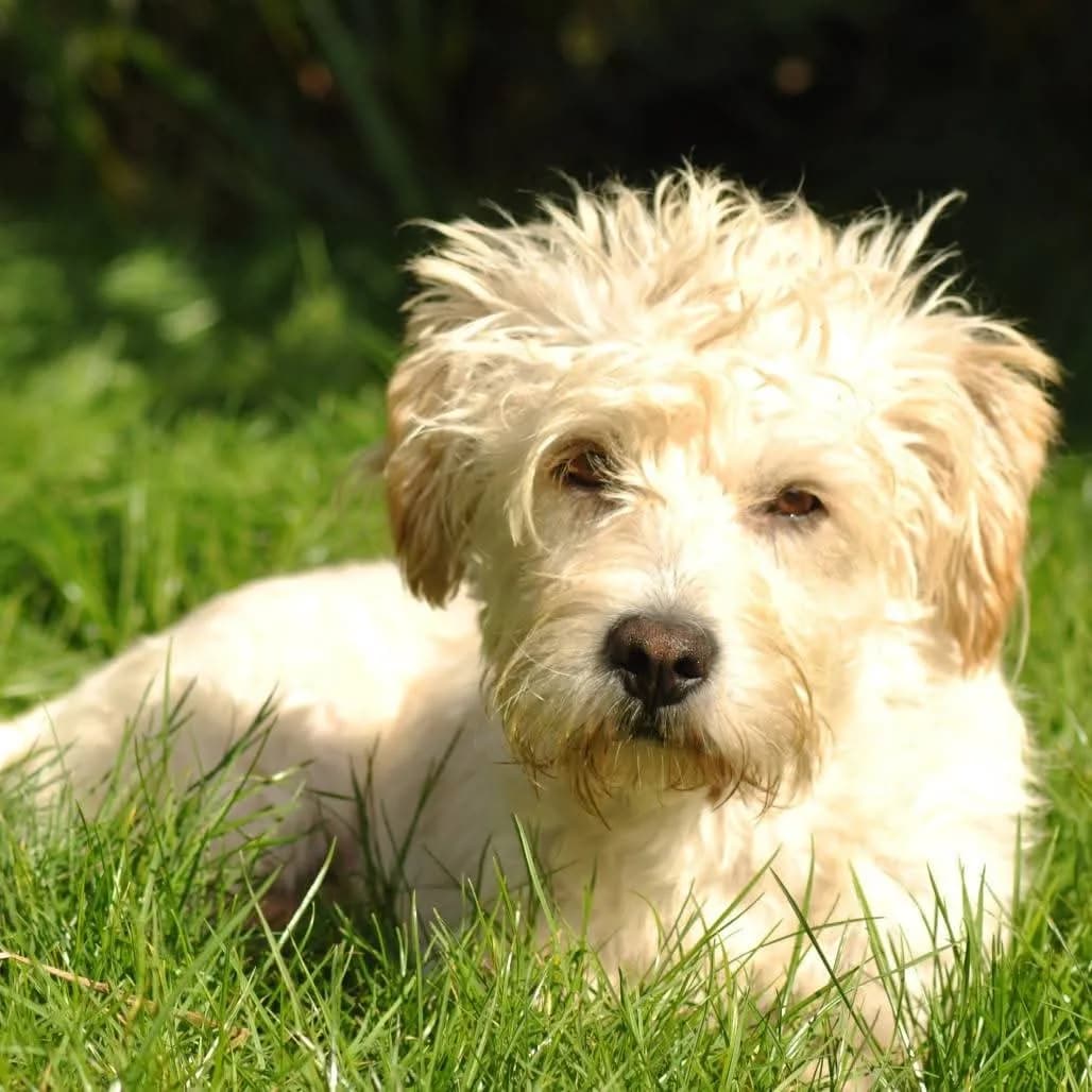 Alfie — Mixed Breed