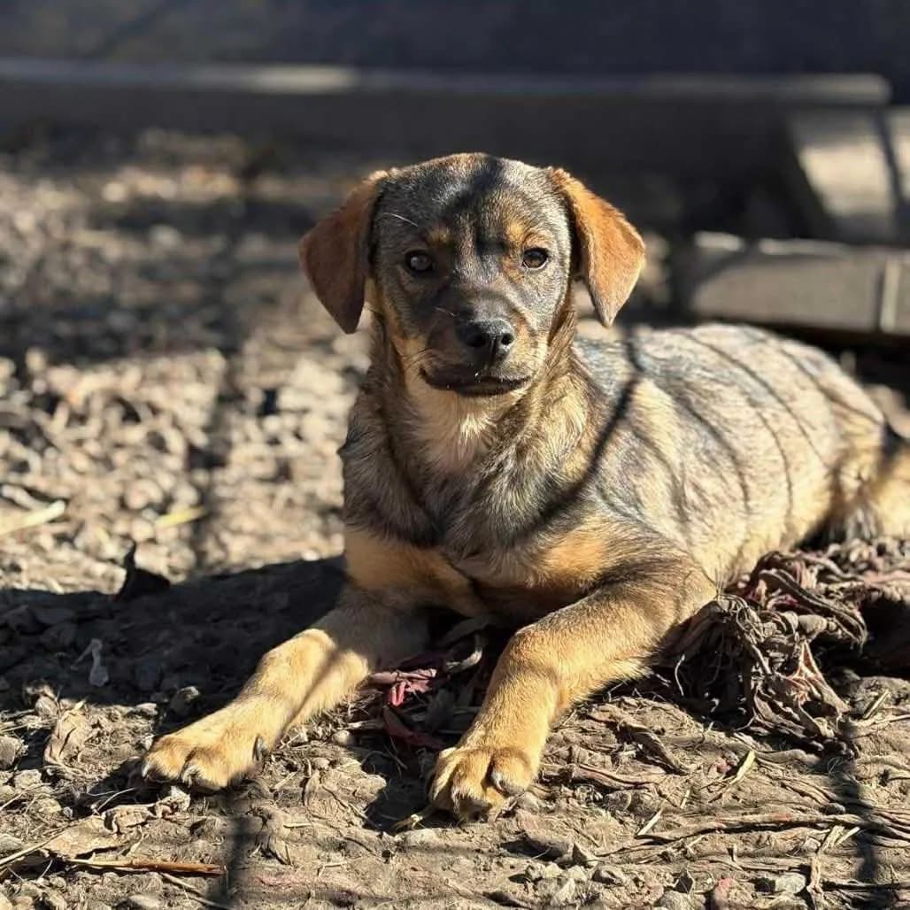 Marcus — Mixed Breed