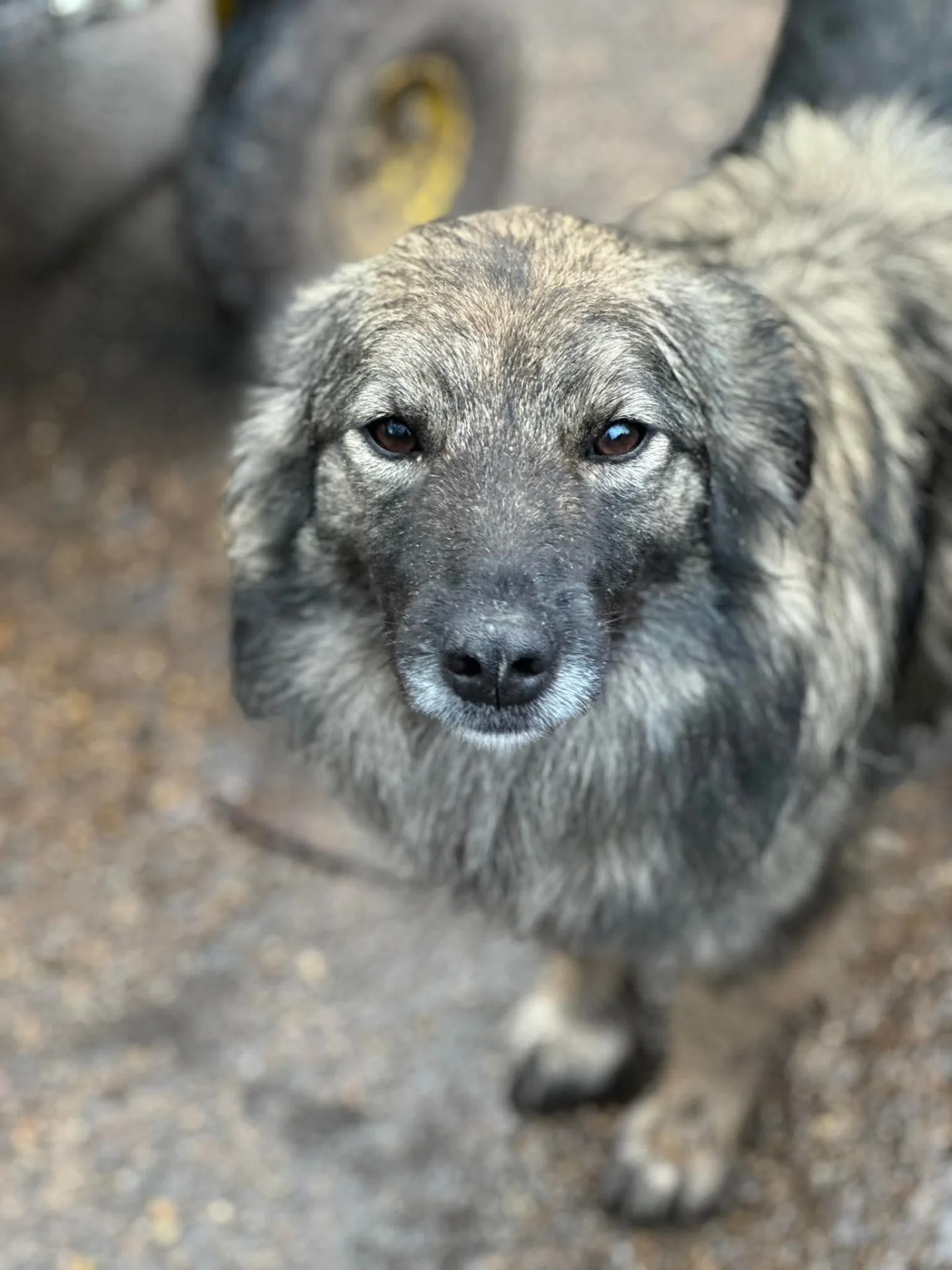 Agnes — Mixed Breed