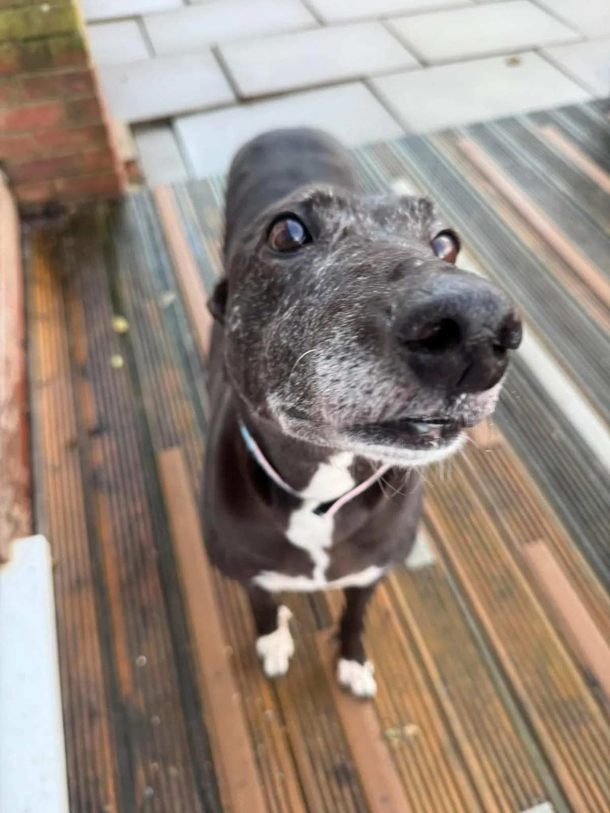 Rebecca — Black Greyhound