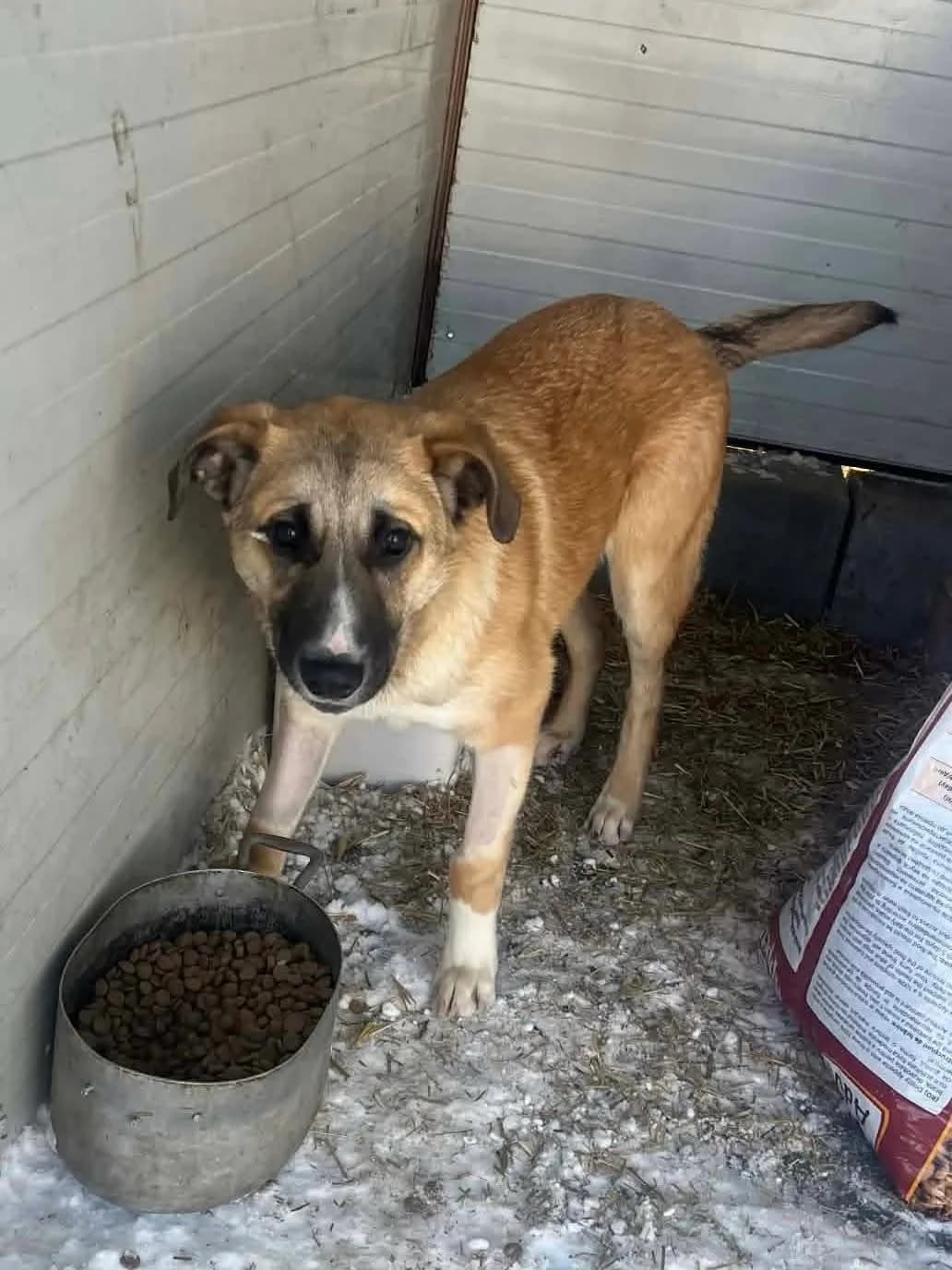 Jester — Mixed Breed