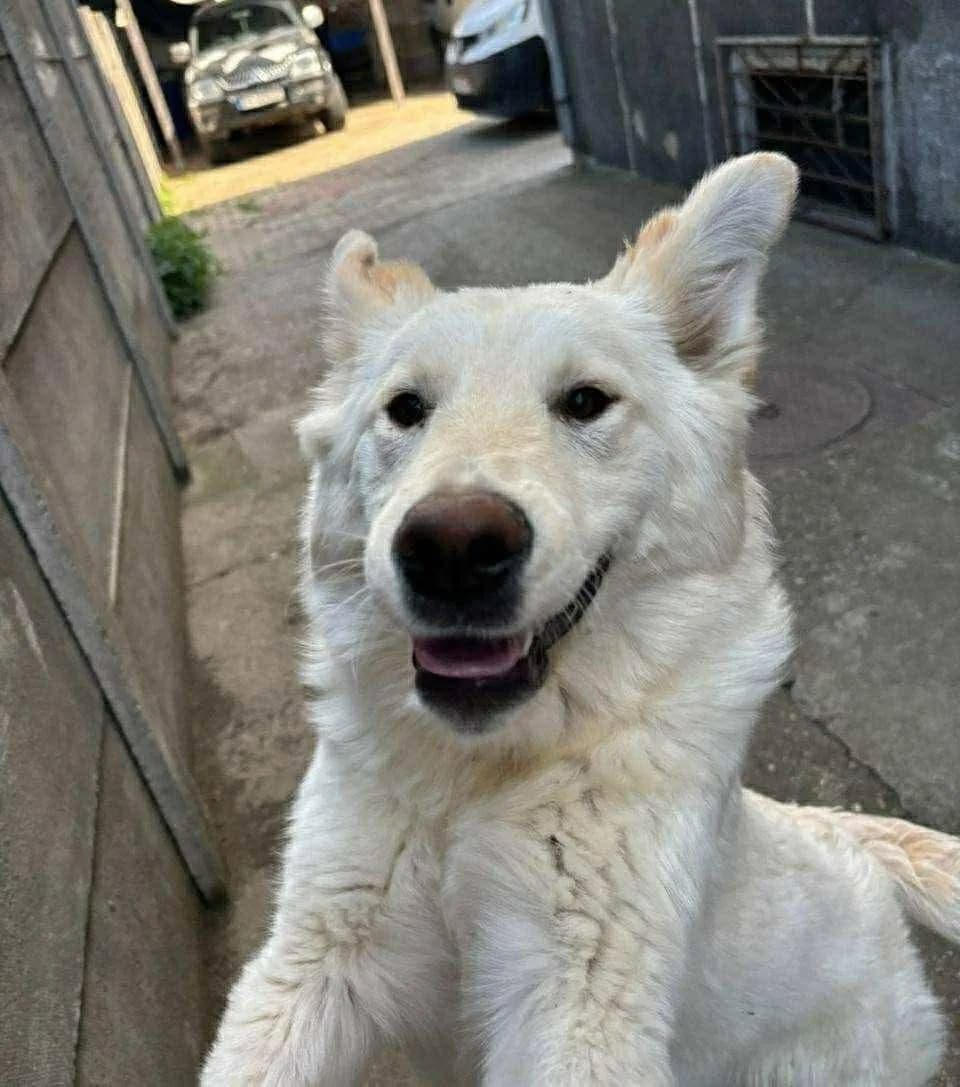 Elsa — Mixed Breed