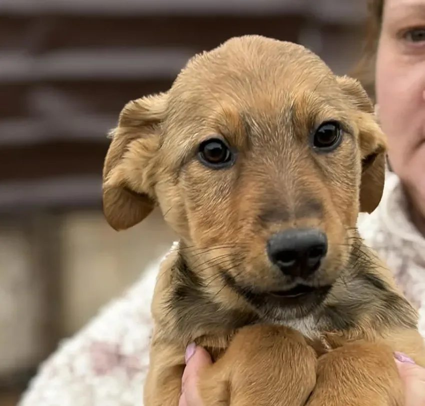 Lance — Mixed Breed