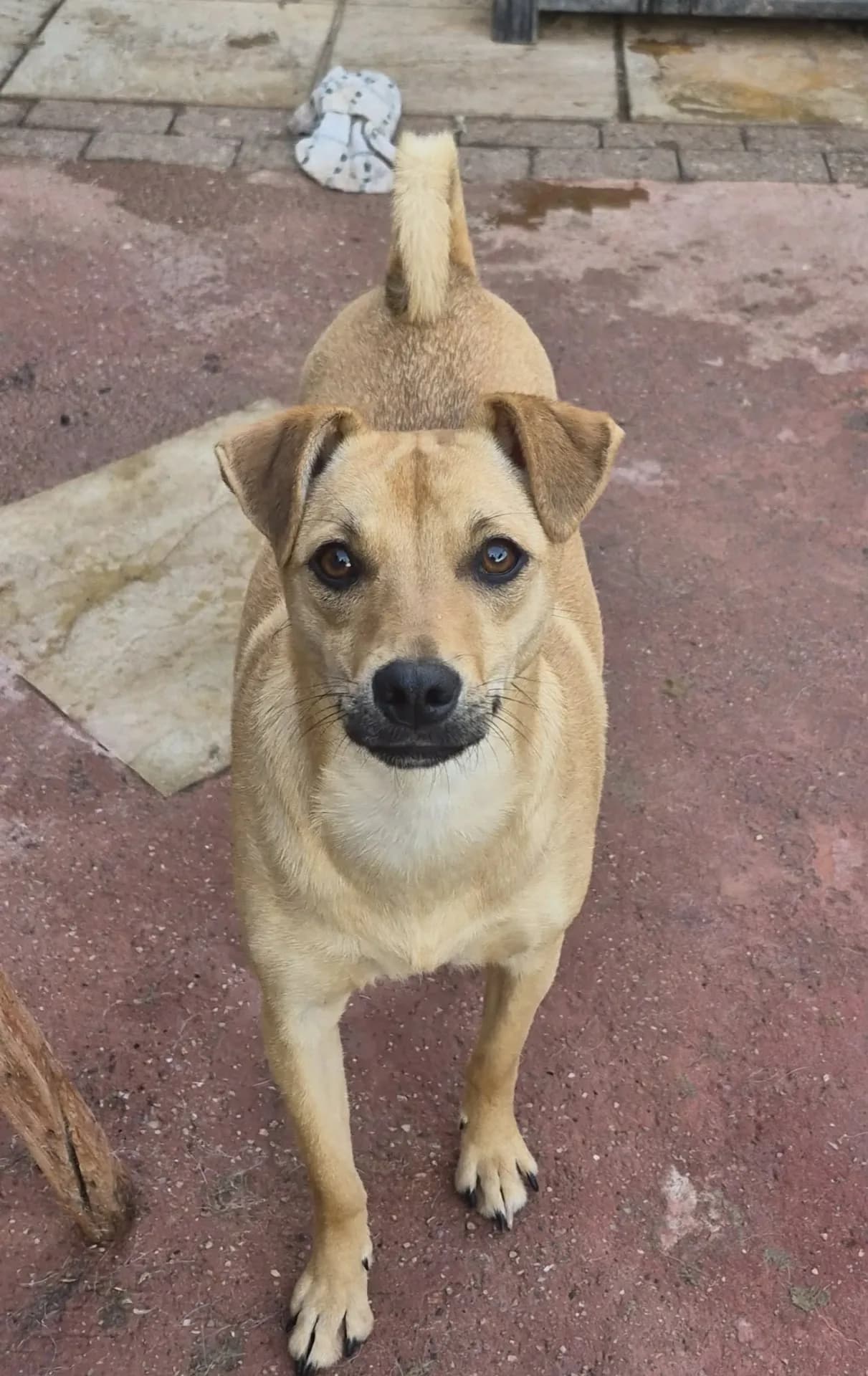 Roo — Mixed Breed