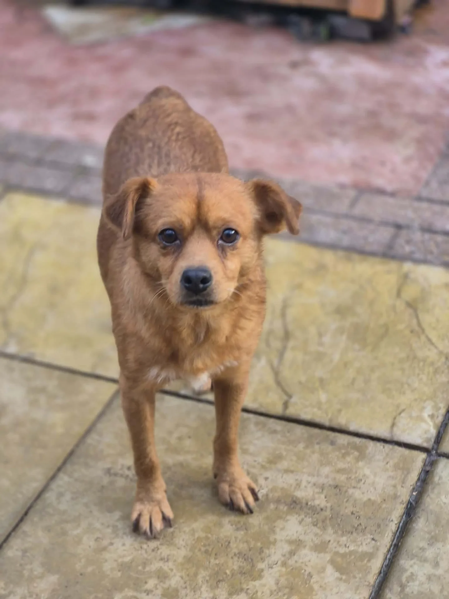 Mylo — Mixed Breed