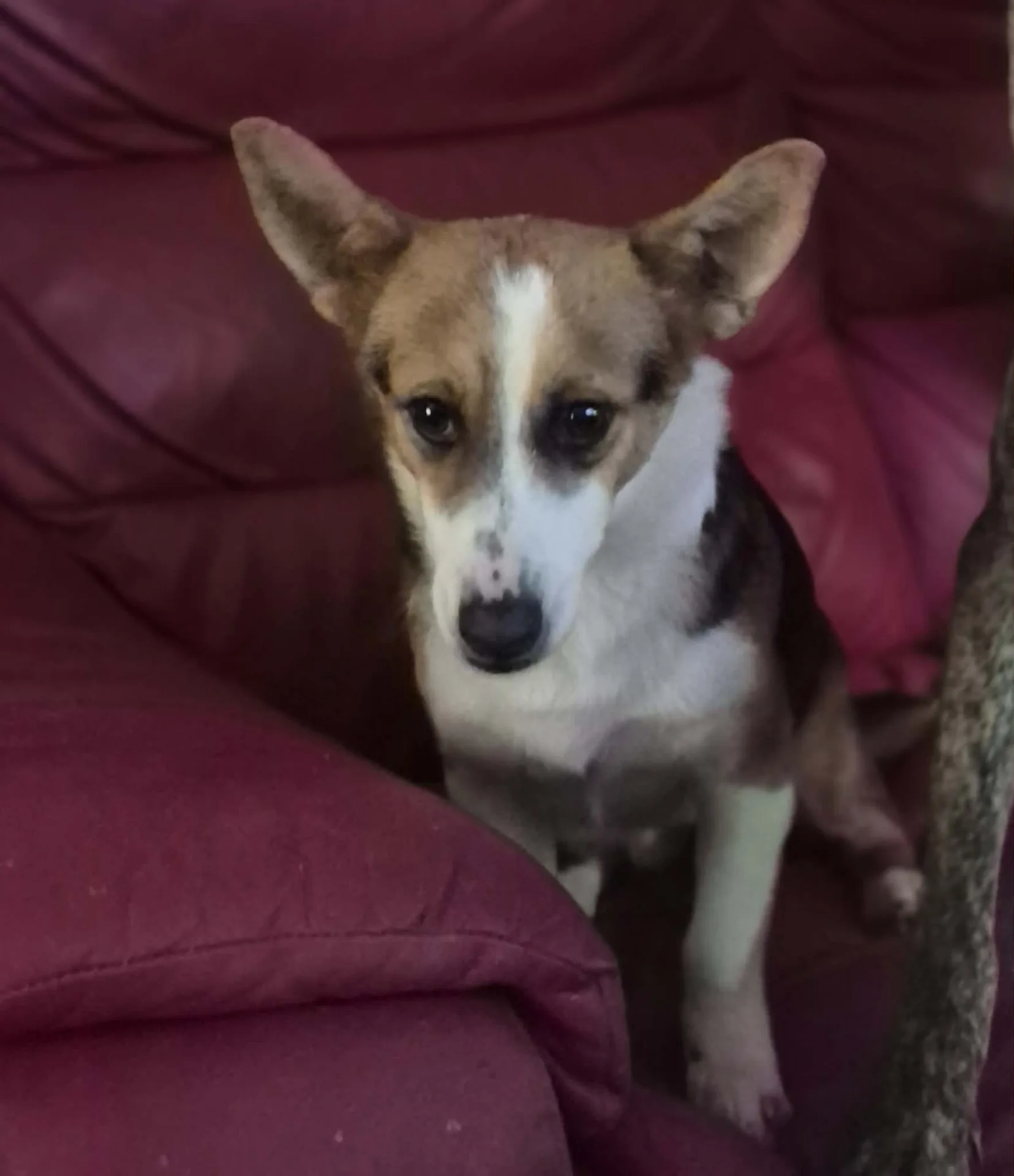 Dolly — Mixed Breed