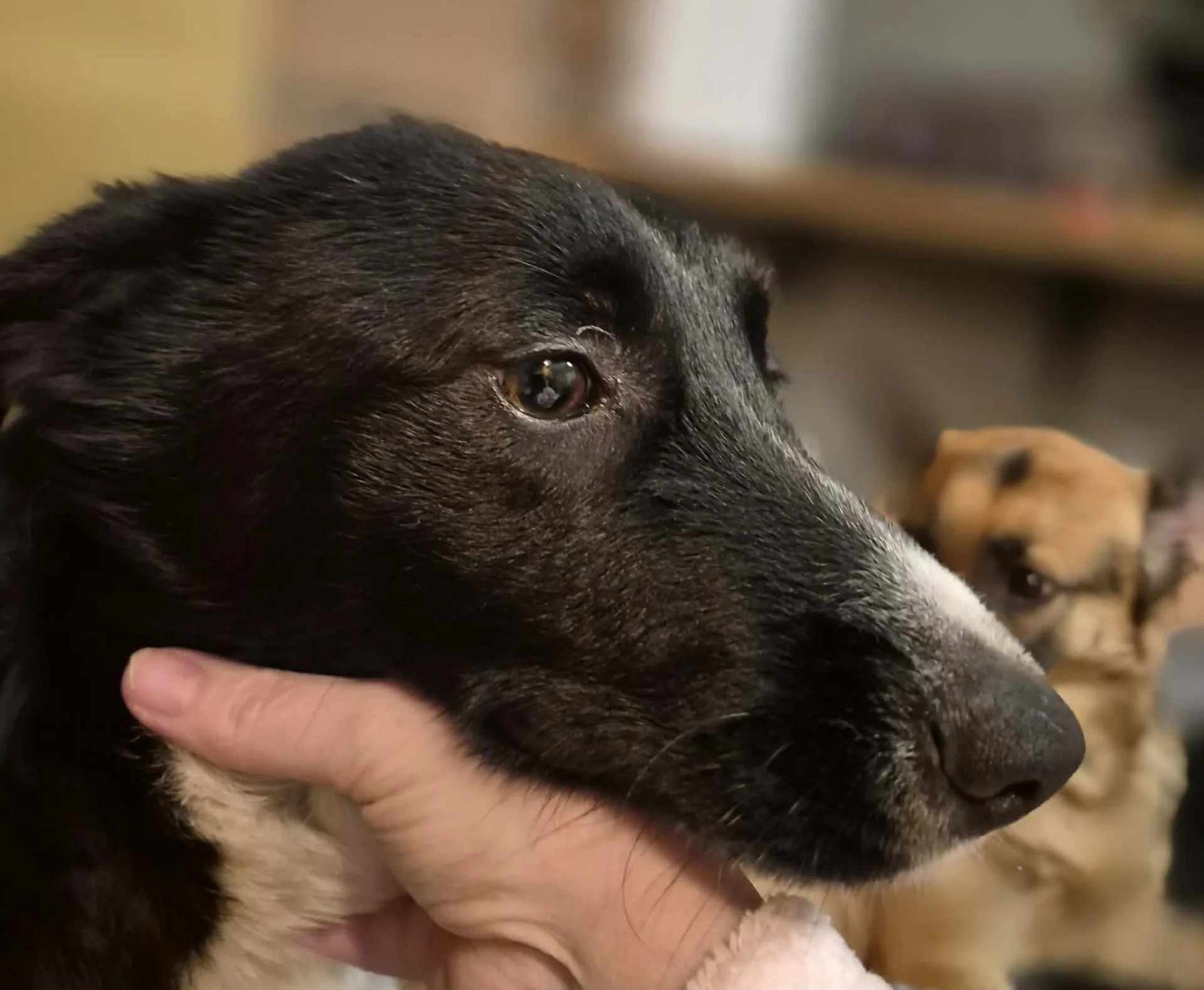 Bon Bon — Mixed Breed