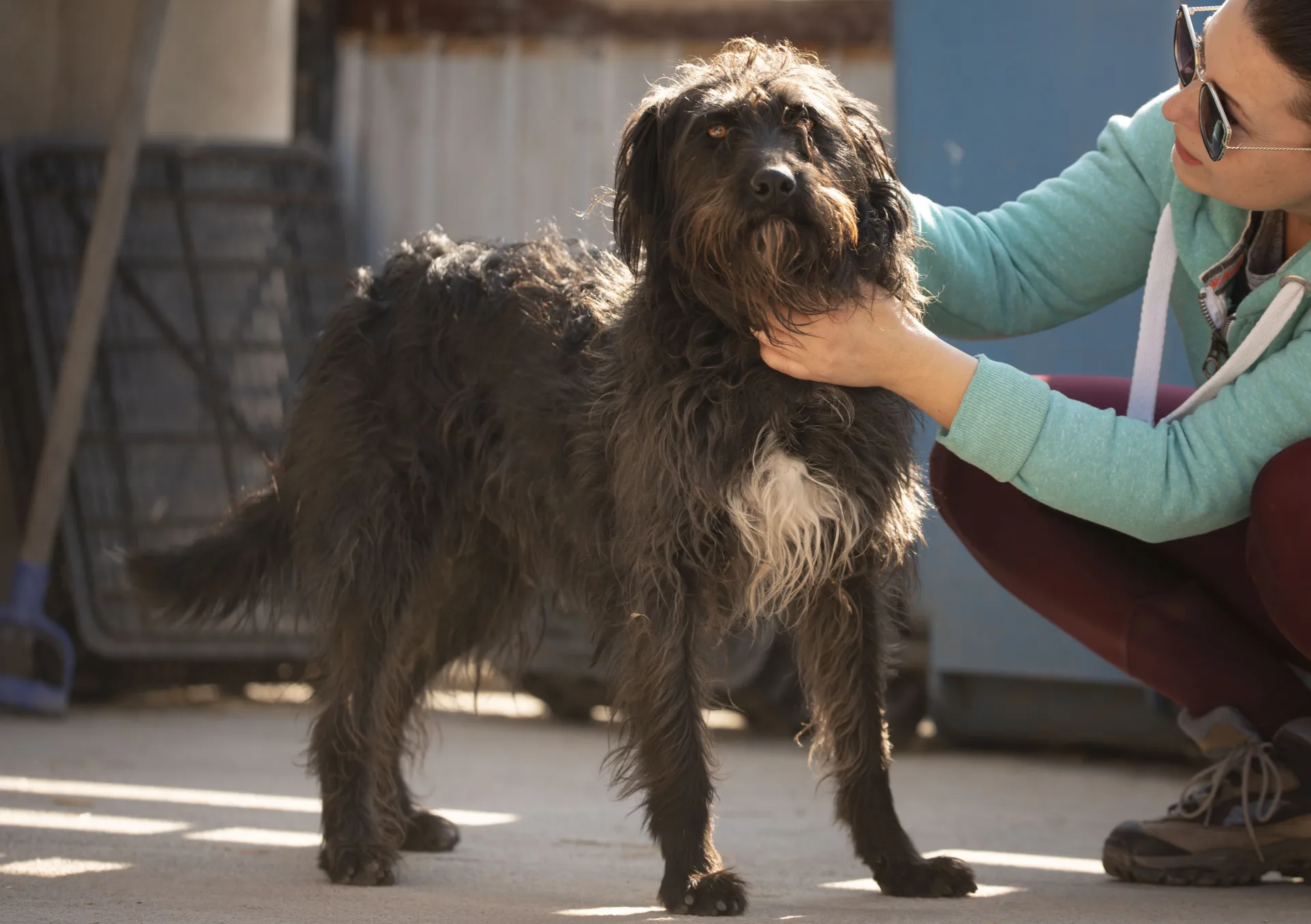 Connie — Mixed Breed