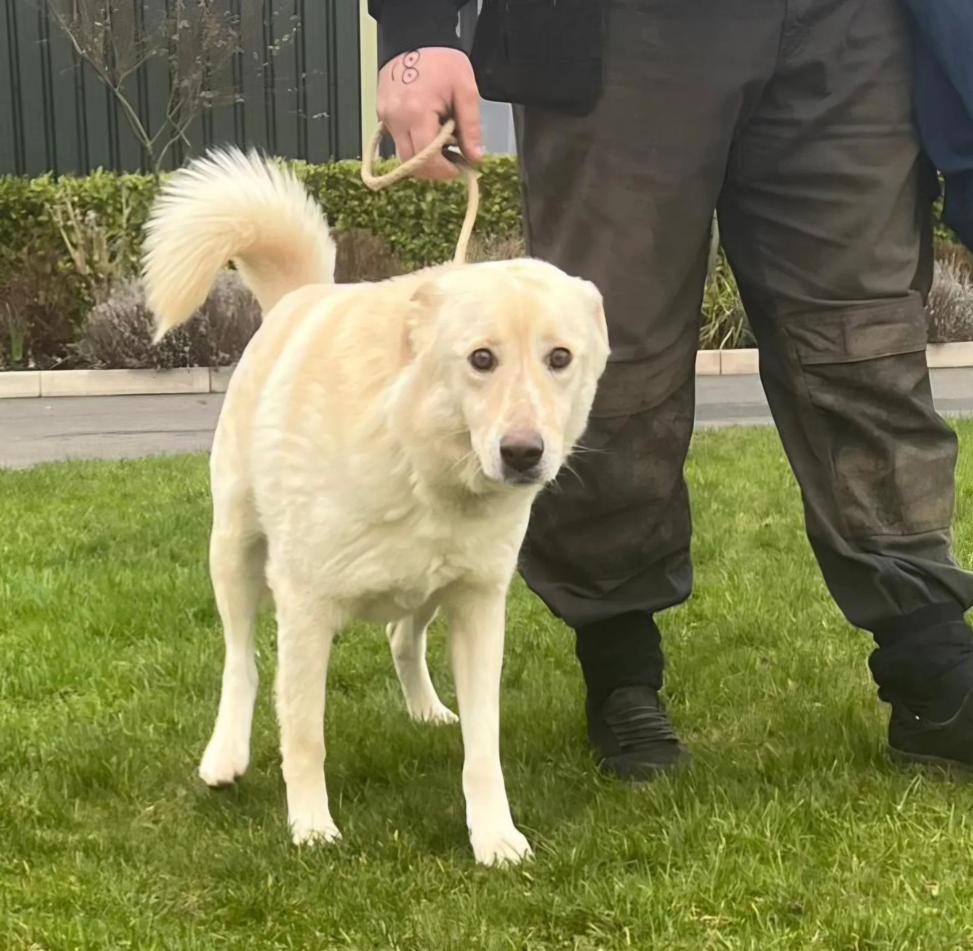 Apolo — Mixed Breed