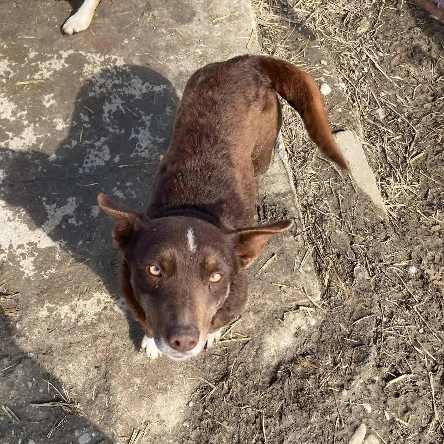 India — Mixed Breed