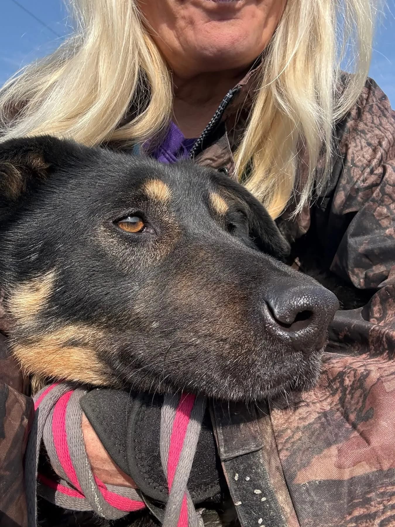 Romeo — Mixed Breed