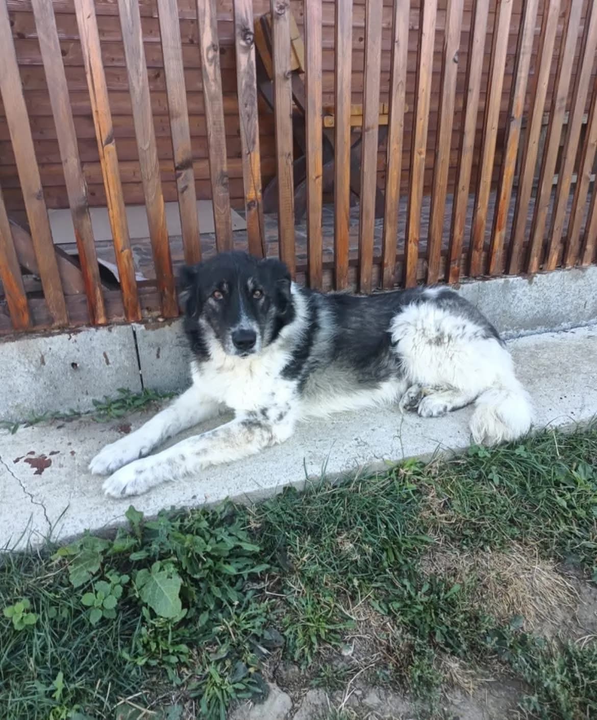 Freya — Mixed Breed