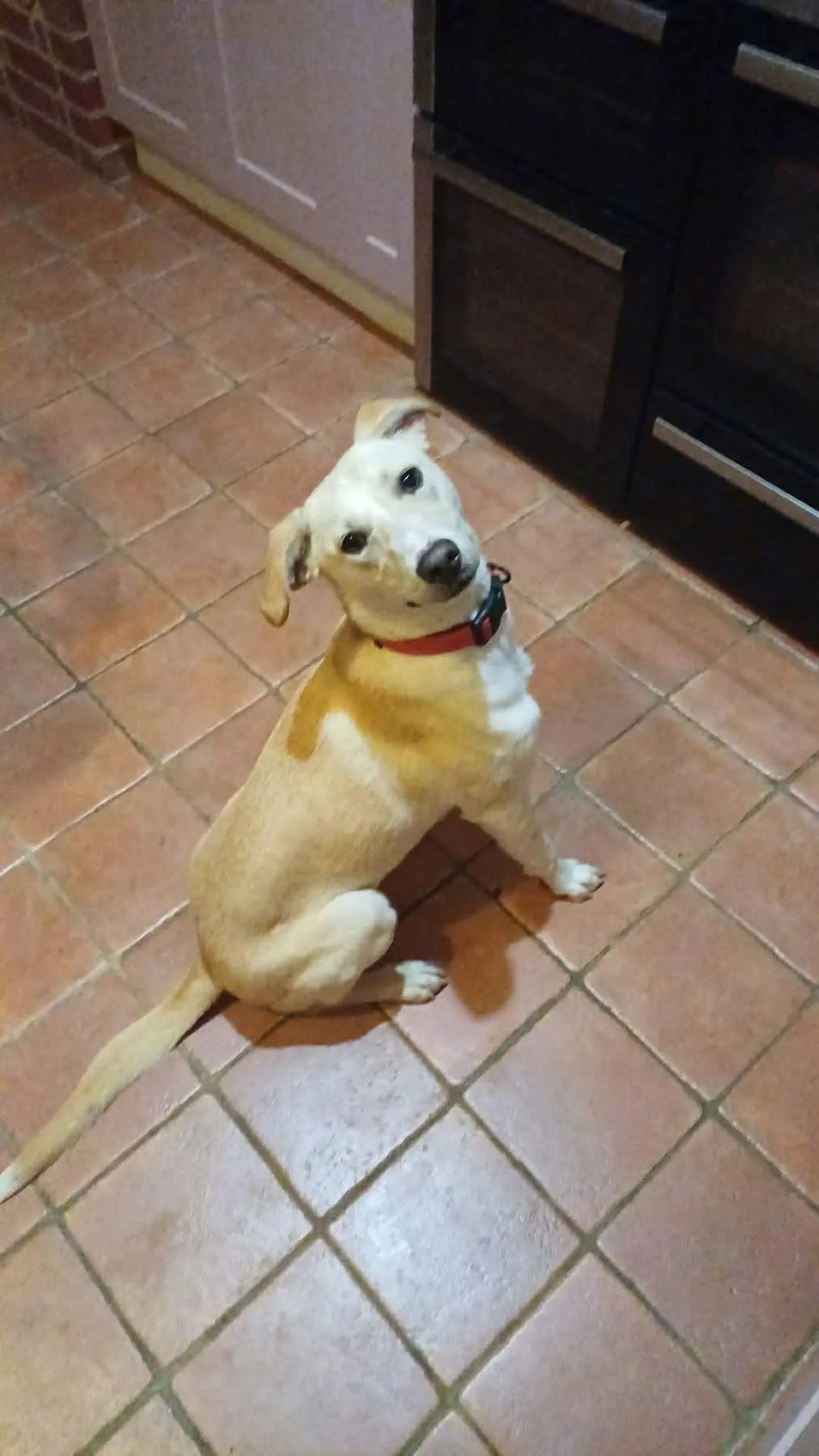 Talia — Mixed Breed