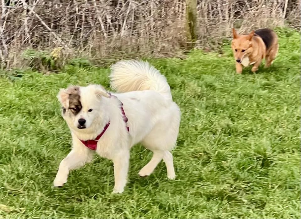 Albie — Mixed Breed