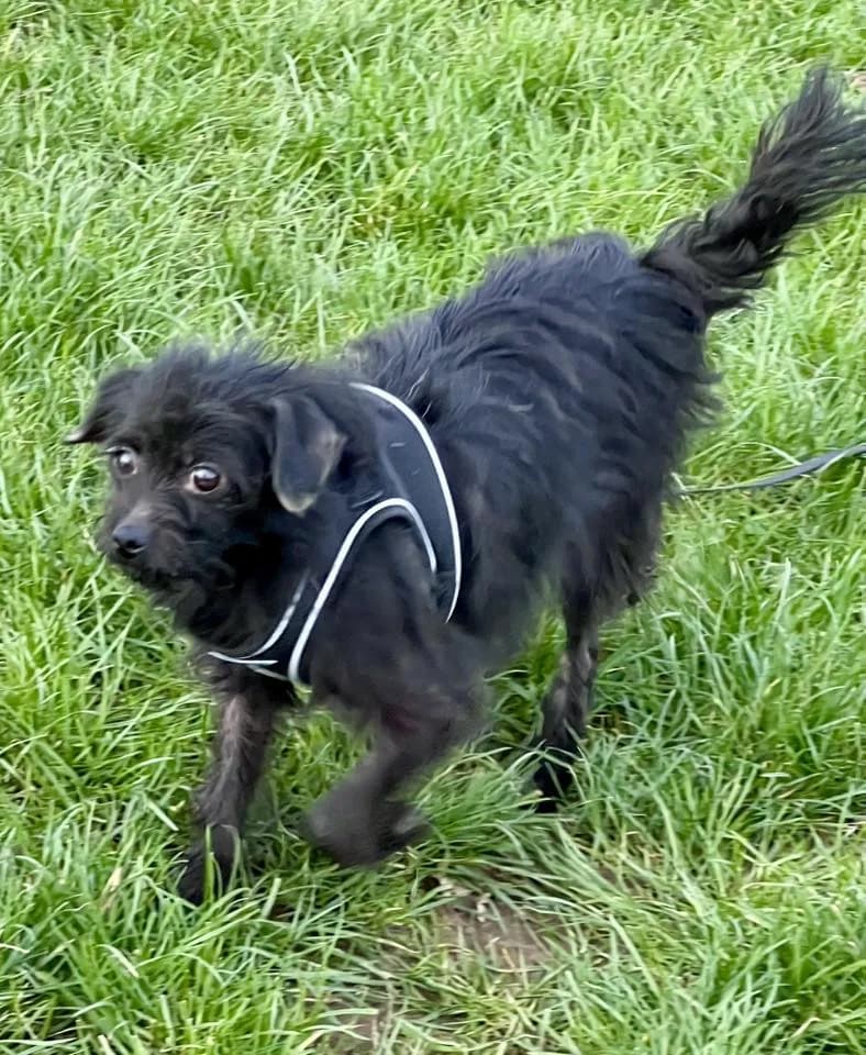 Ciara — Mixed Breed