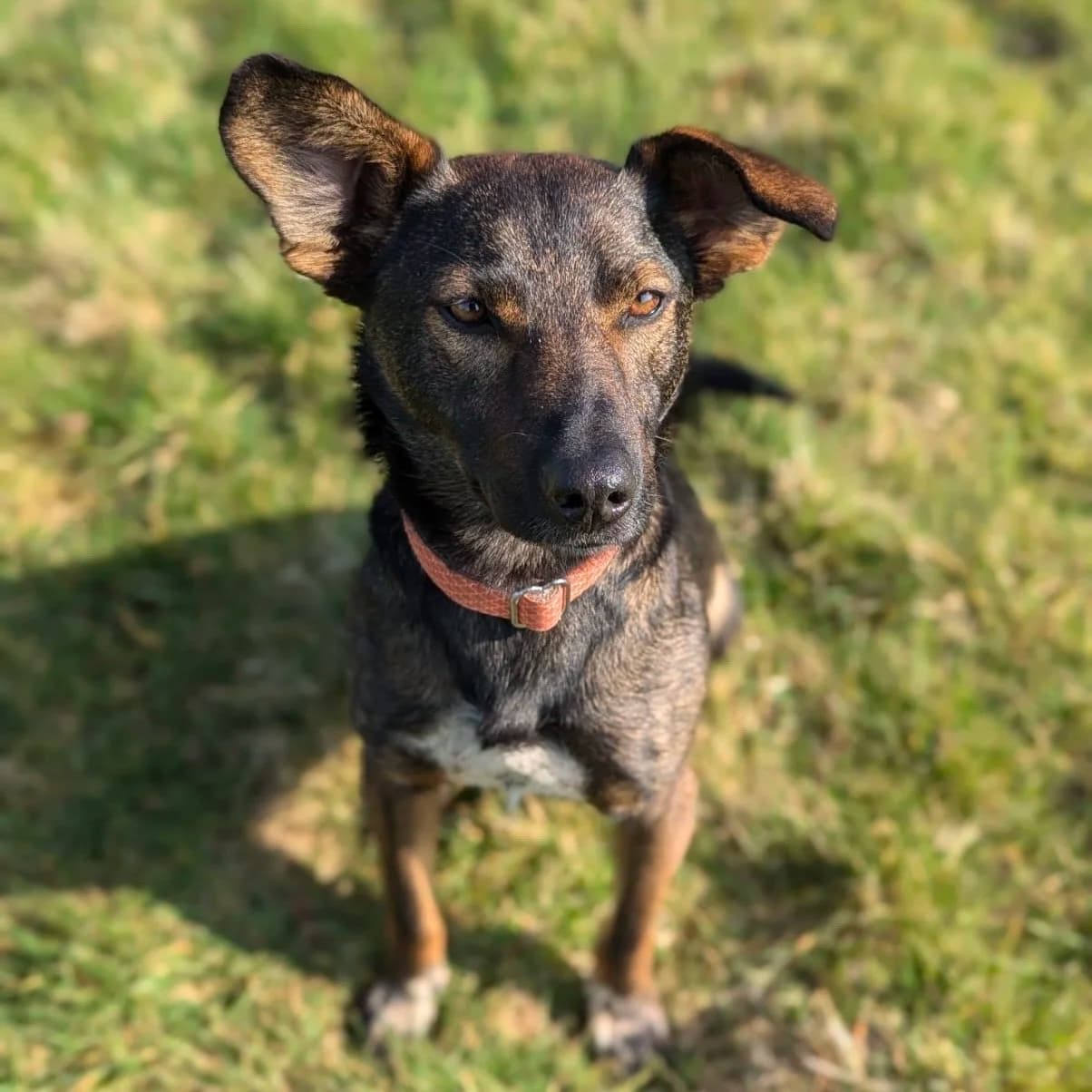 Maro — Mixed Breed