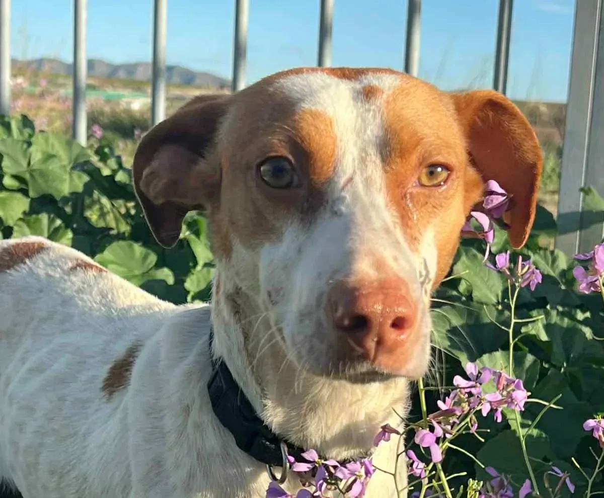 Lucas — Mixed Breed