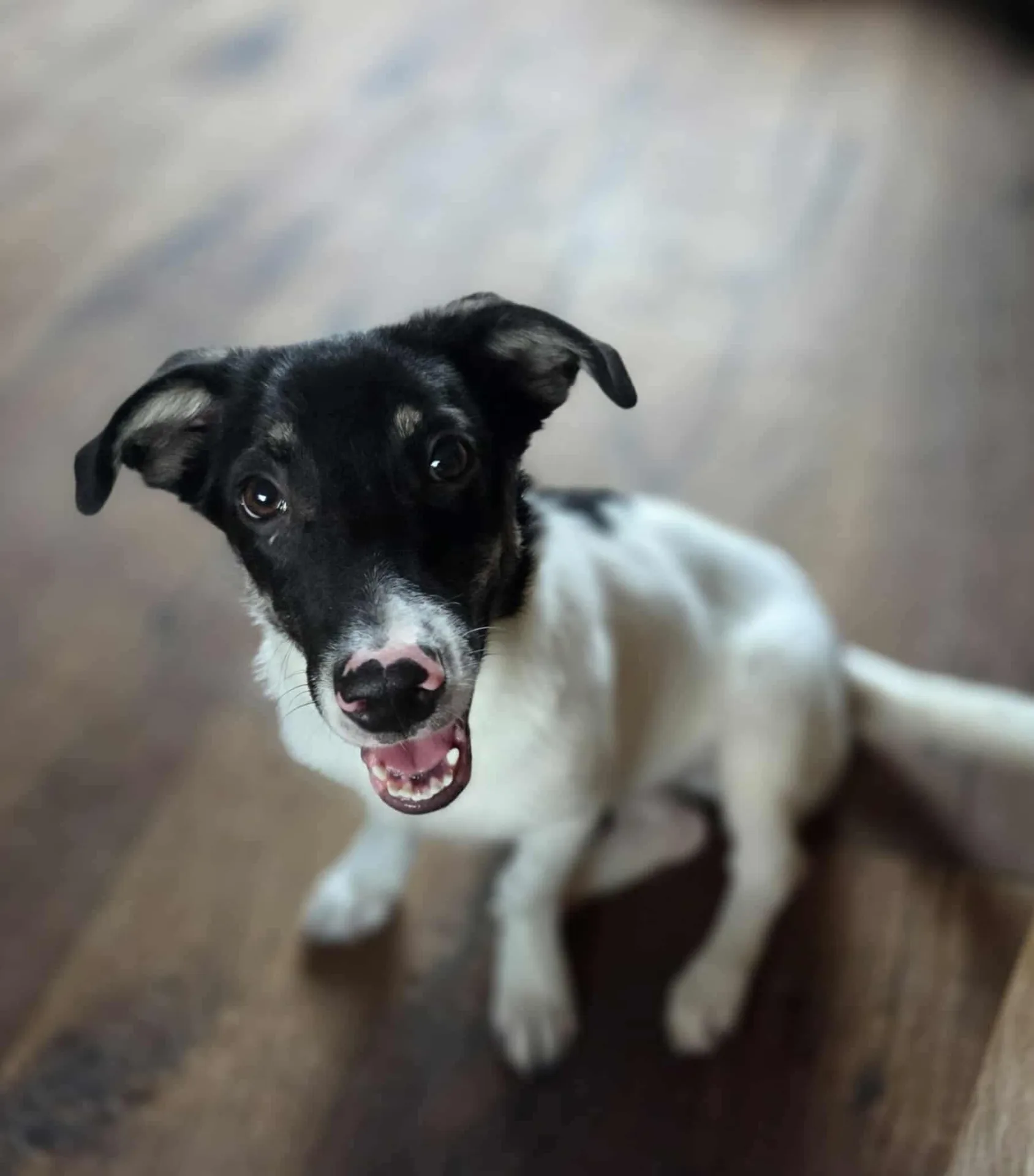 Parisa — Mixed Breed