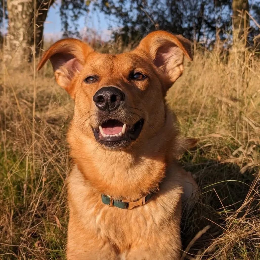 Dixie — Mixed Breed