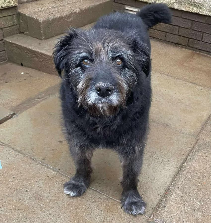 Paddy — Mixed Breed