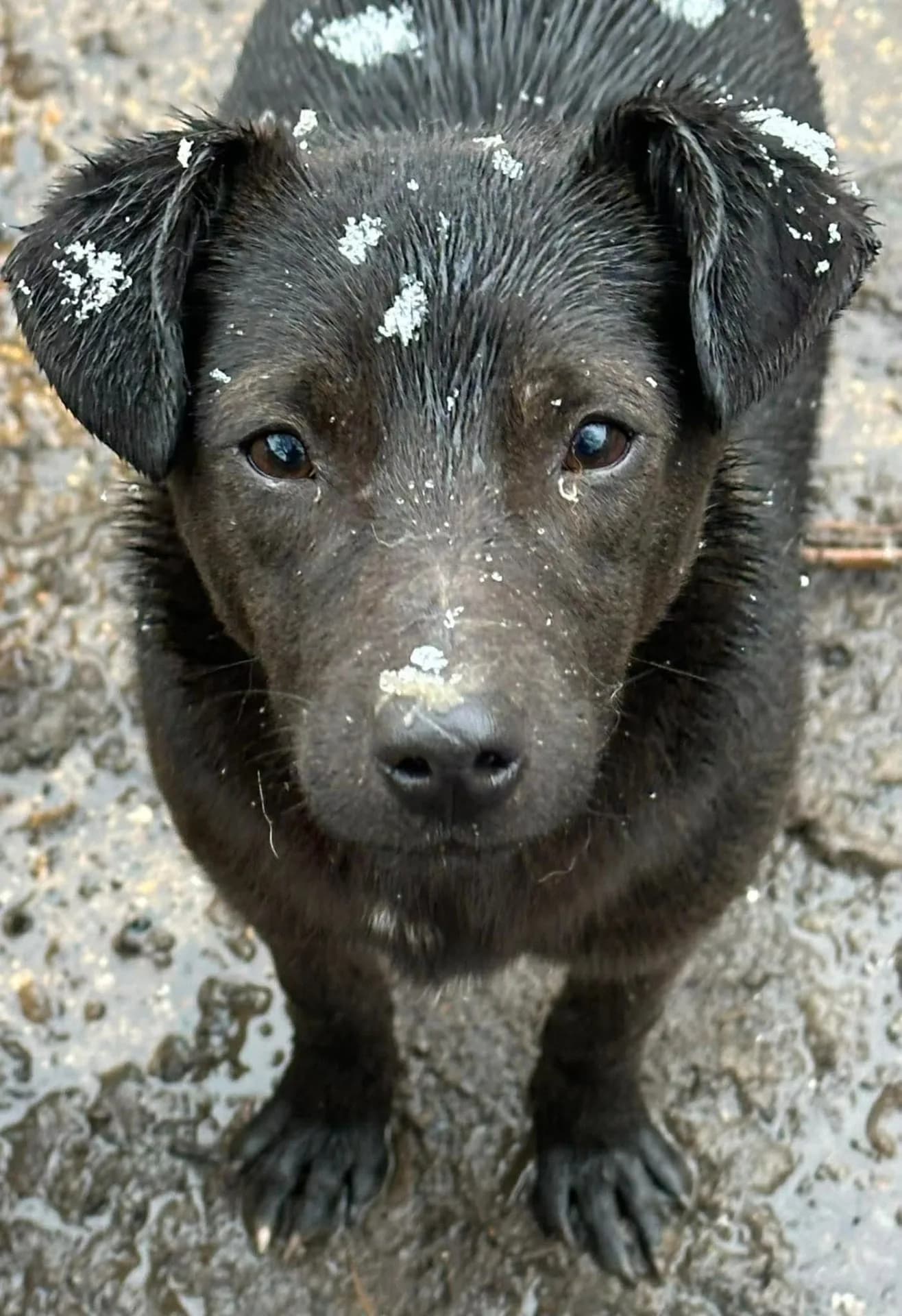 Perine — Mixed Breed