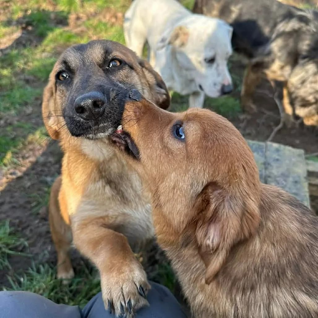 Paula — Mixed Breed