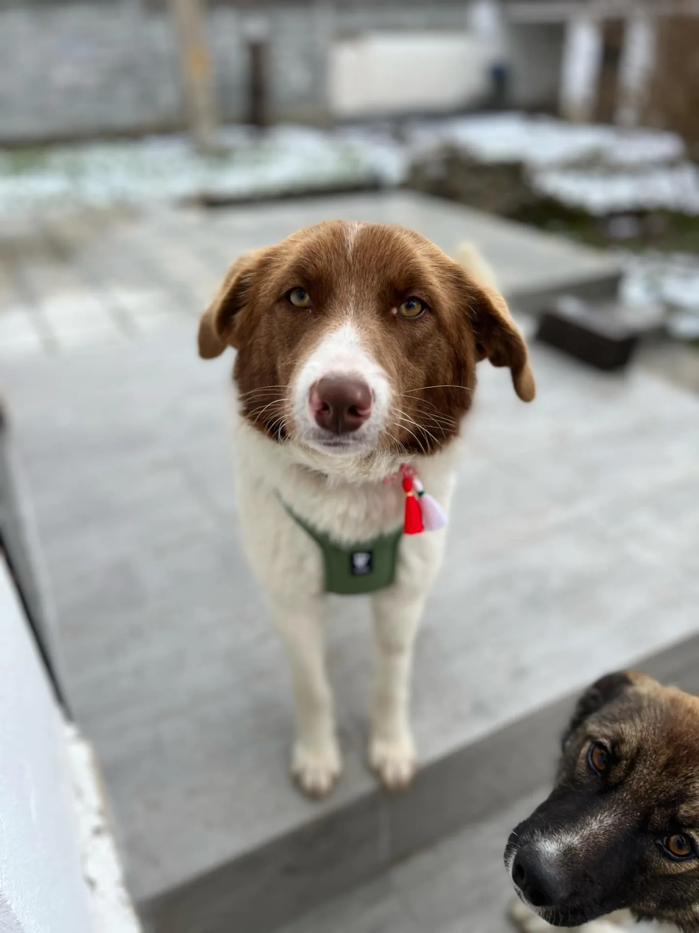 Shire — Mixed Breed