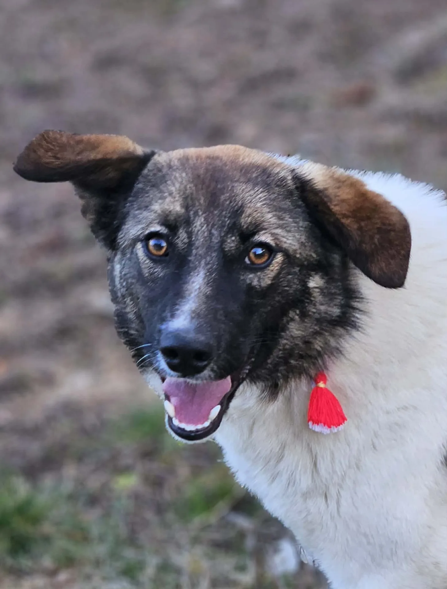 Aurin — Mixed Breed