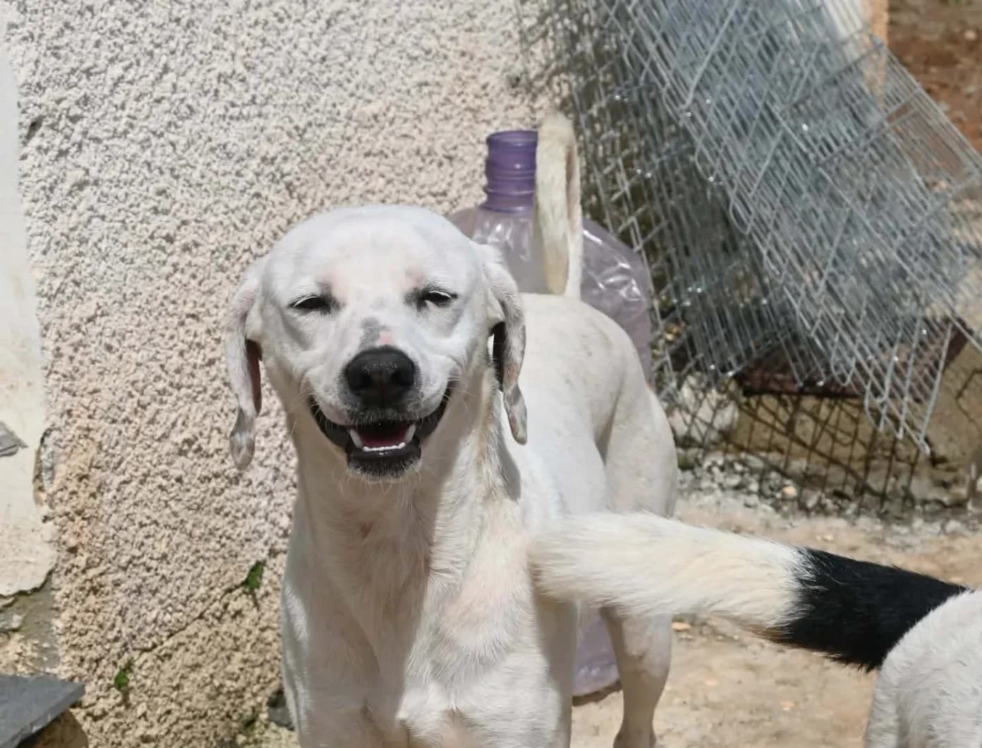 Lucho — Mixed Breed