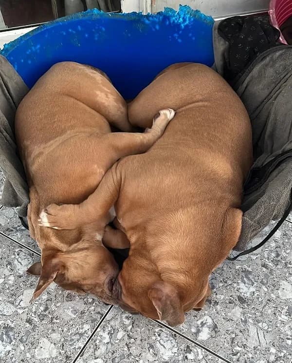 Chunky and Cookie photo 2