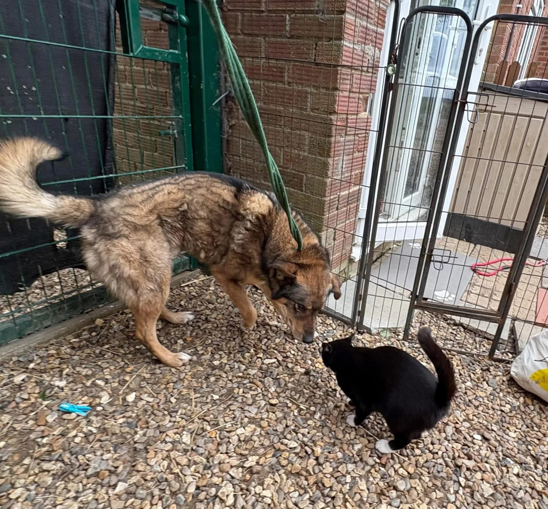 Rufus — Mixed Breed