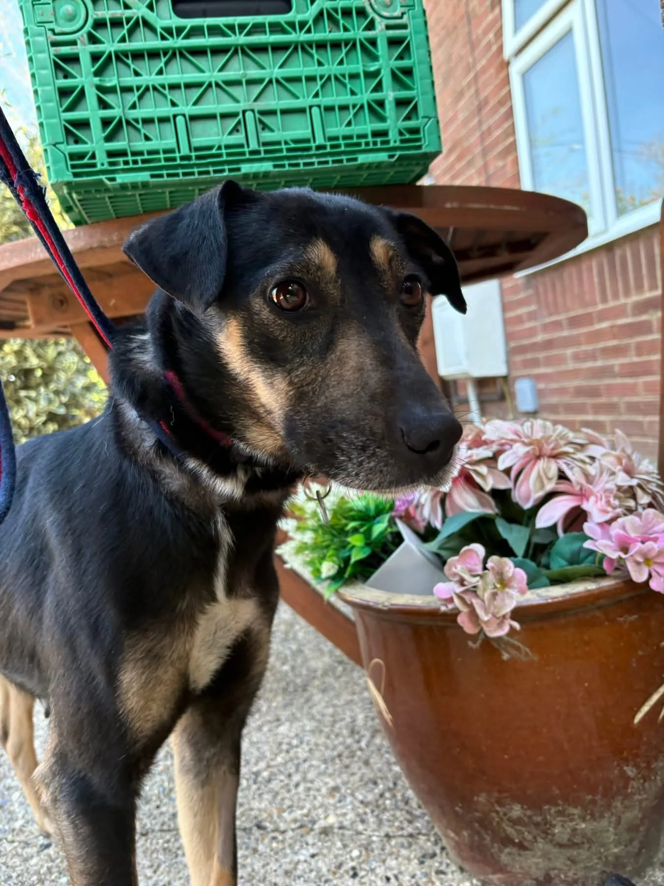 Zelda — Mixed Breed