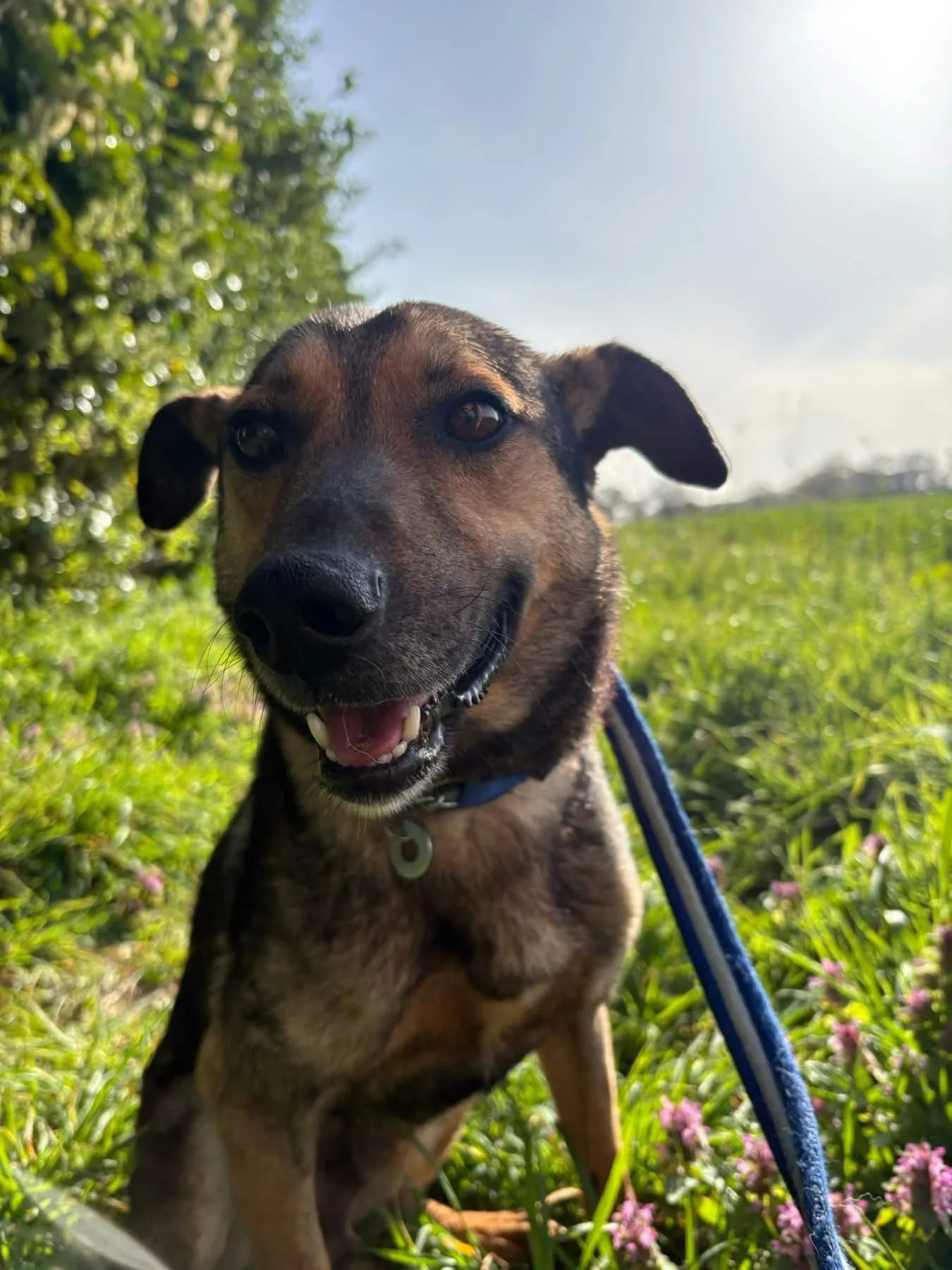 Jenkins — Mixed Breed