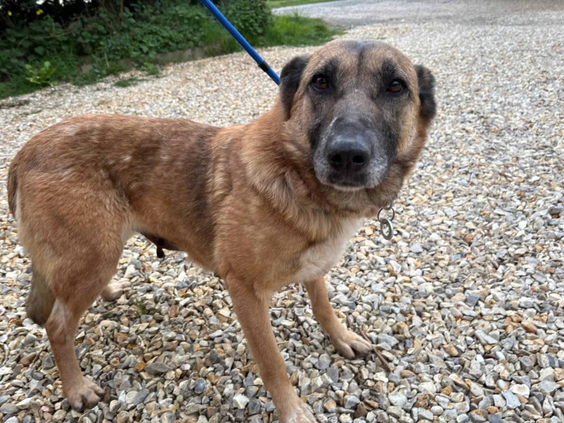 Thelma — Mixed Breed