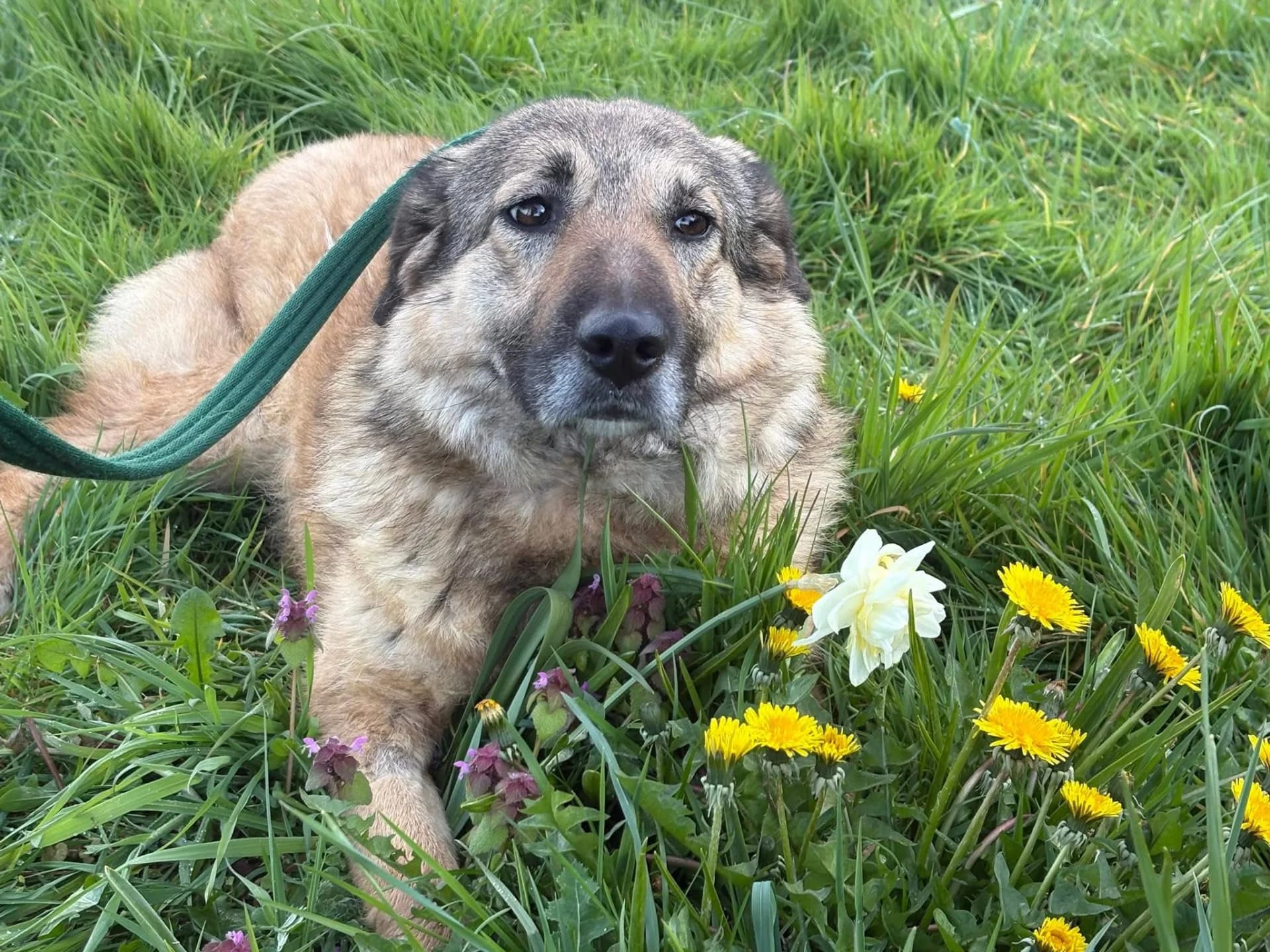 Amanda — Mixed Breed