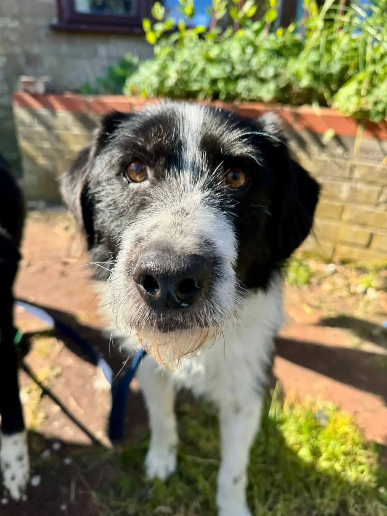 Tommy — Mixed Breed