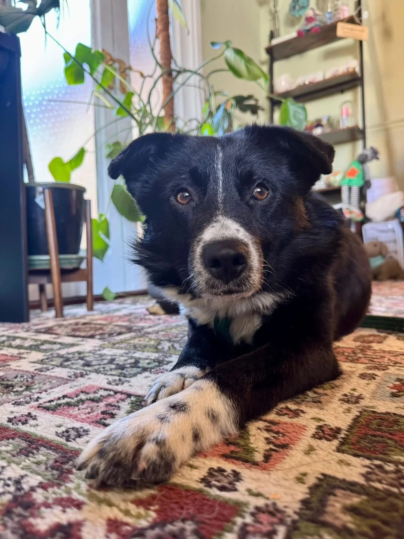 Arthur — Mixed Breed