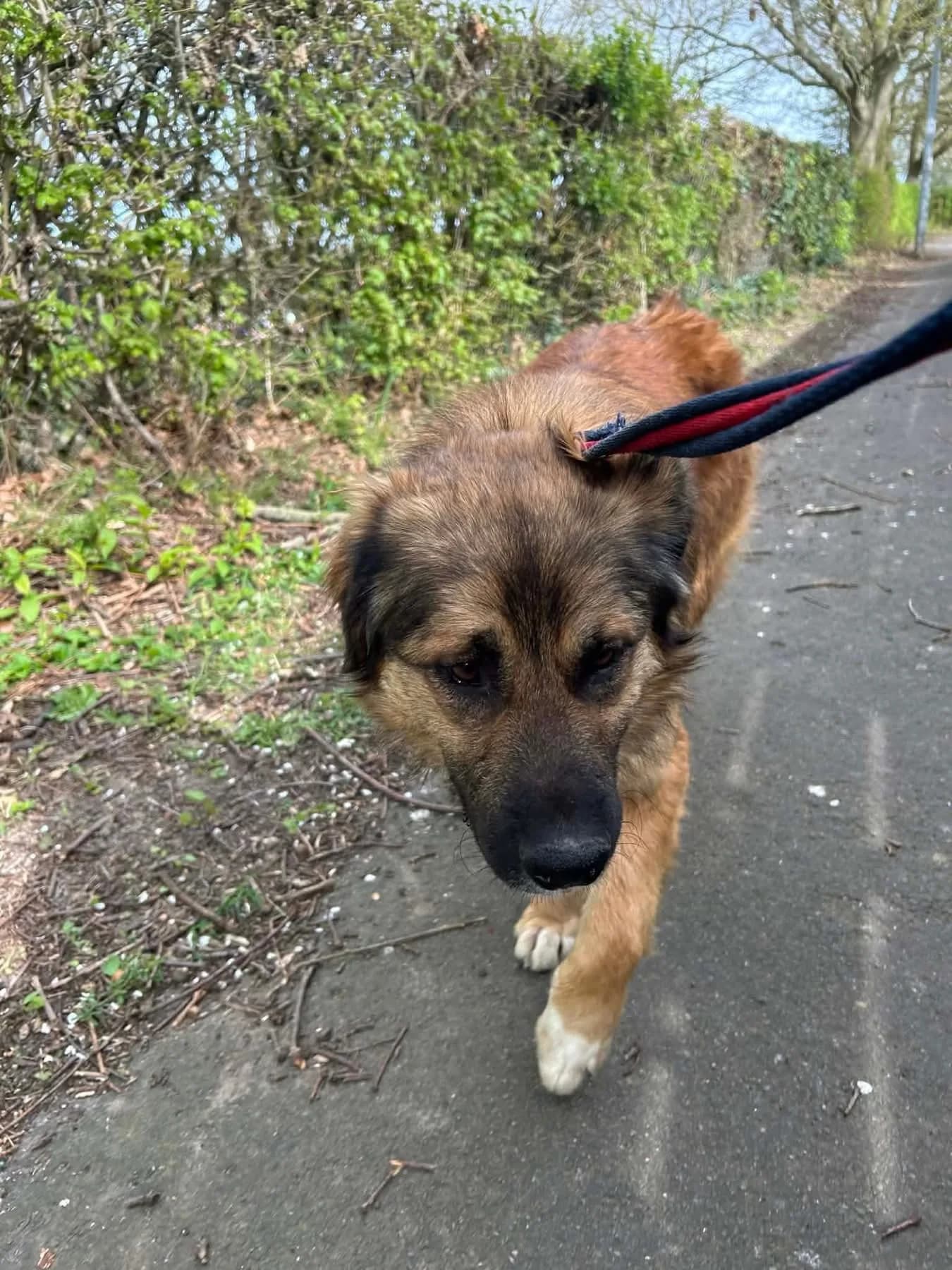 Alfie — Mixed Breed