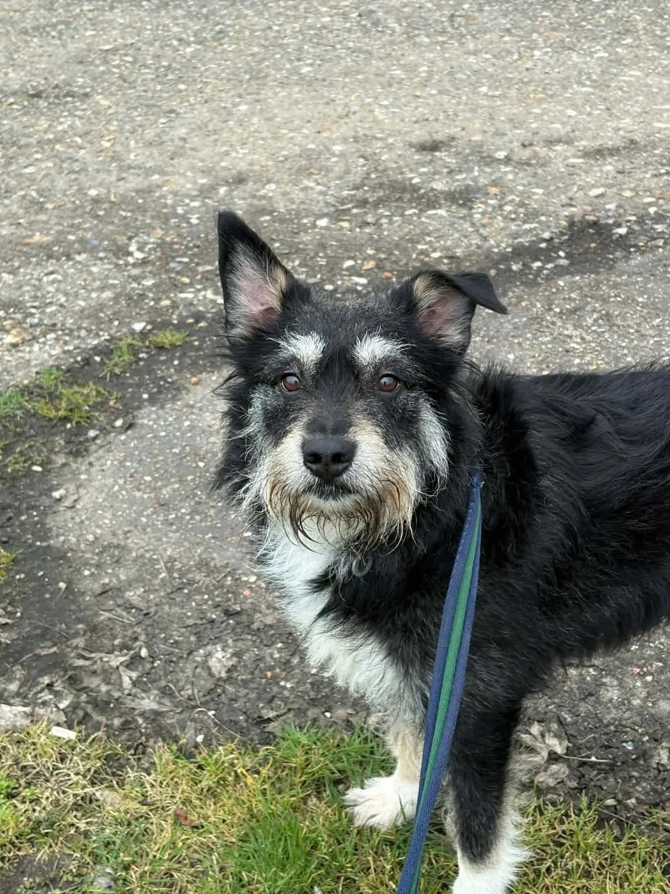 Mabel — Mixed Breed