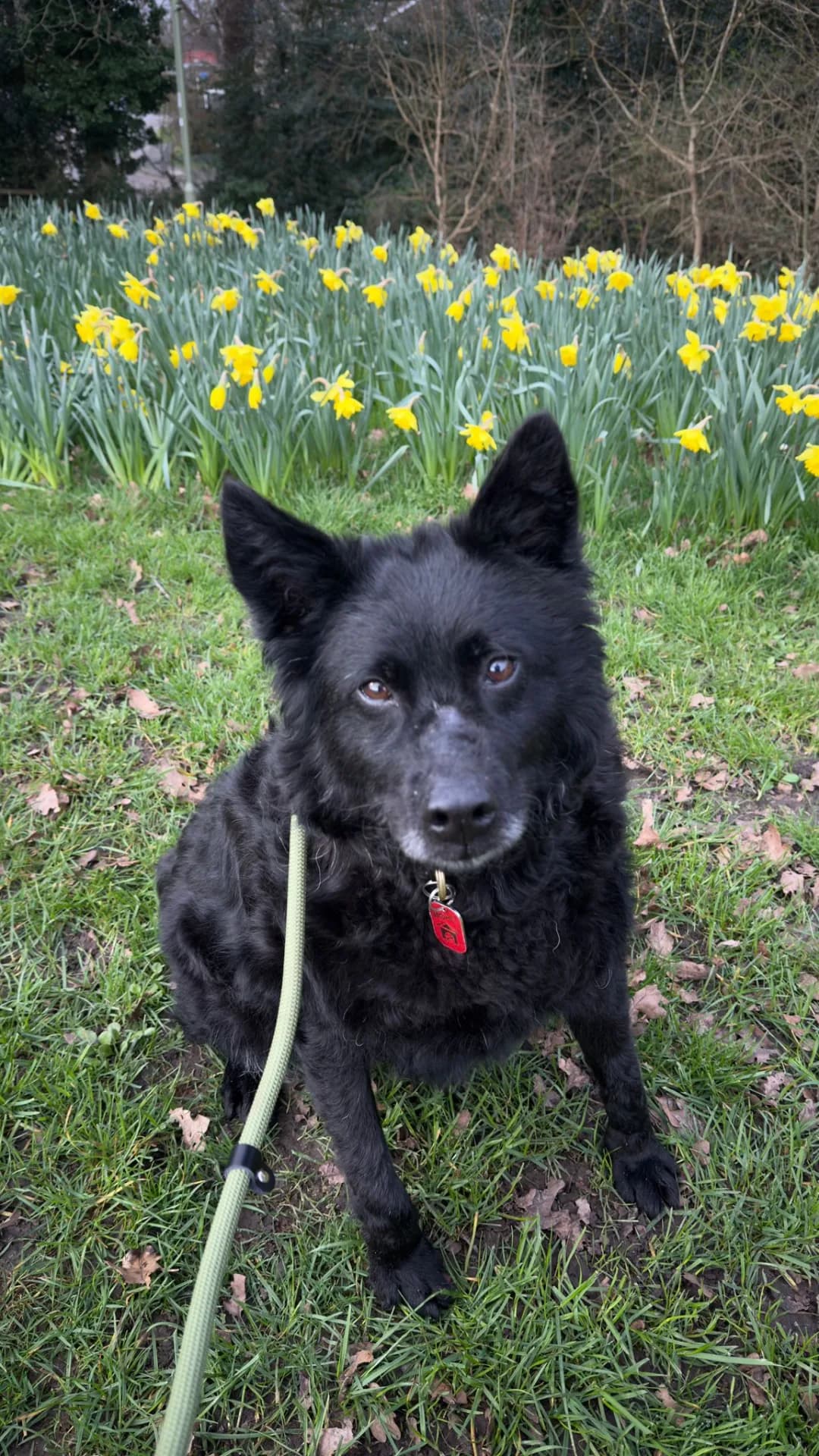 Jensen — Mixed Breed