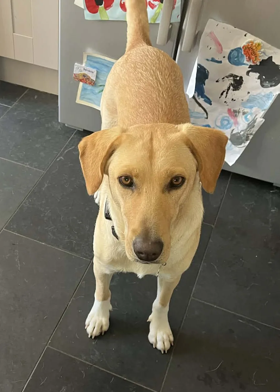 Lily — Labrador Retriever Cross