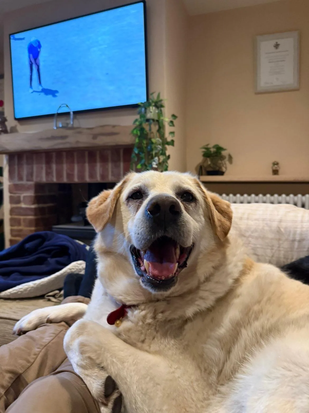 Zeus — Mixed Breed