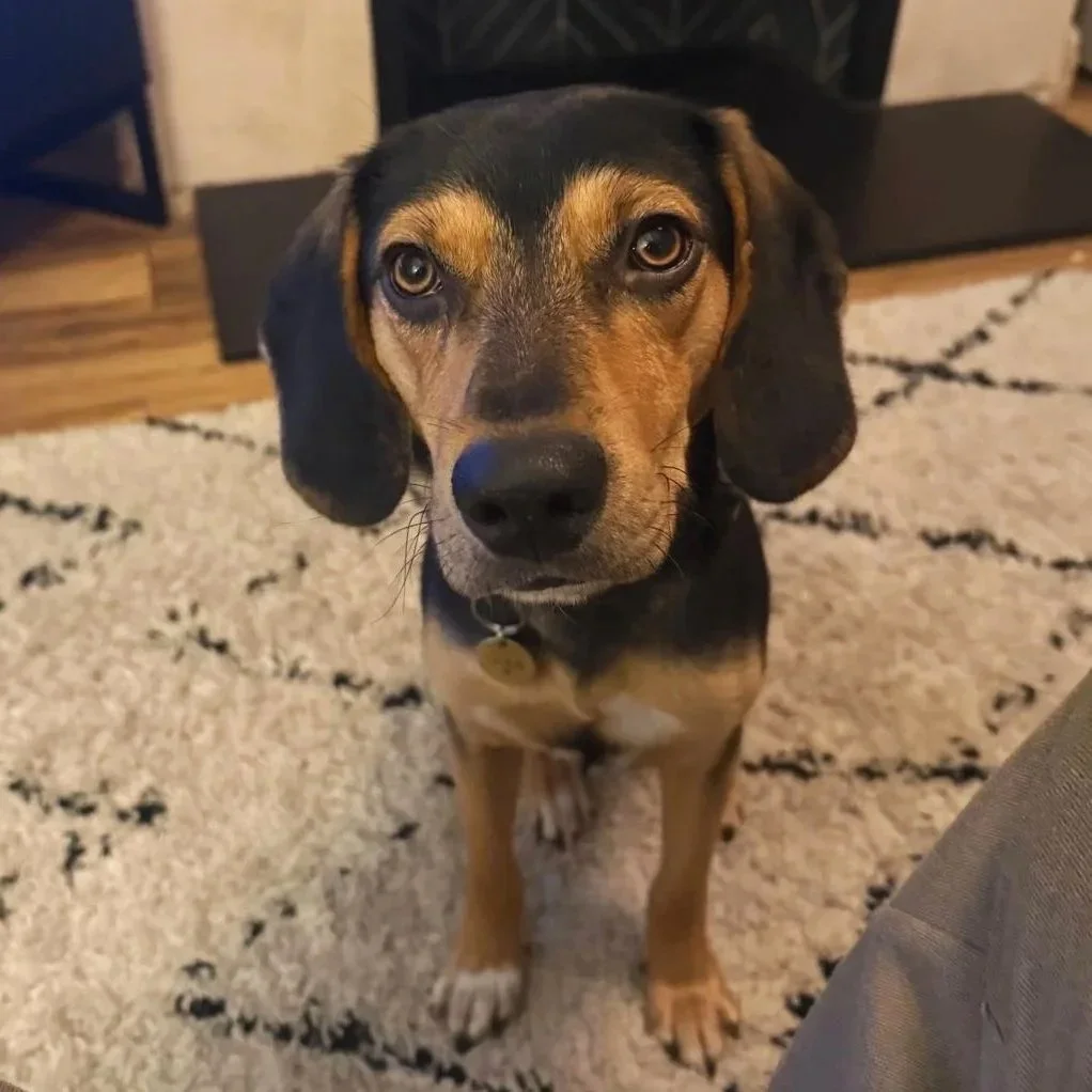 Ivan — Greek Harehound