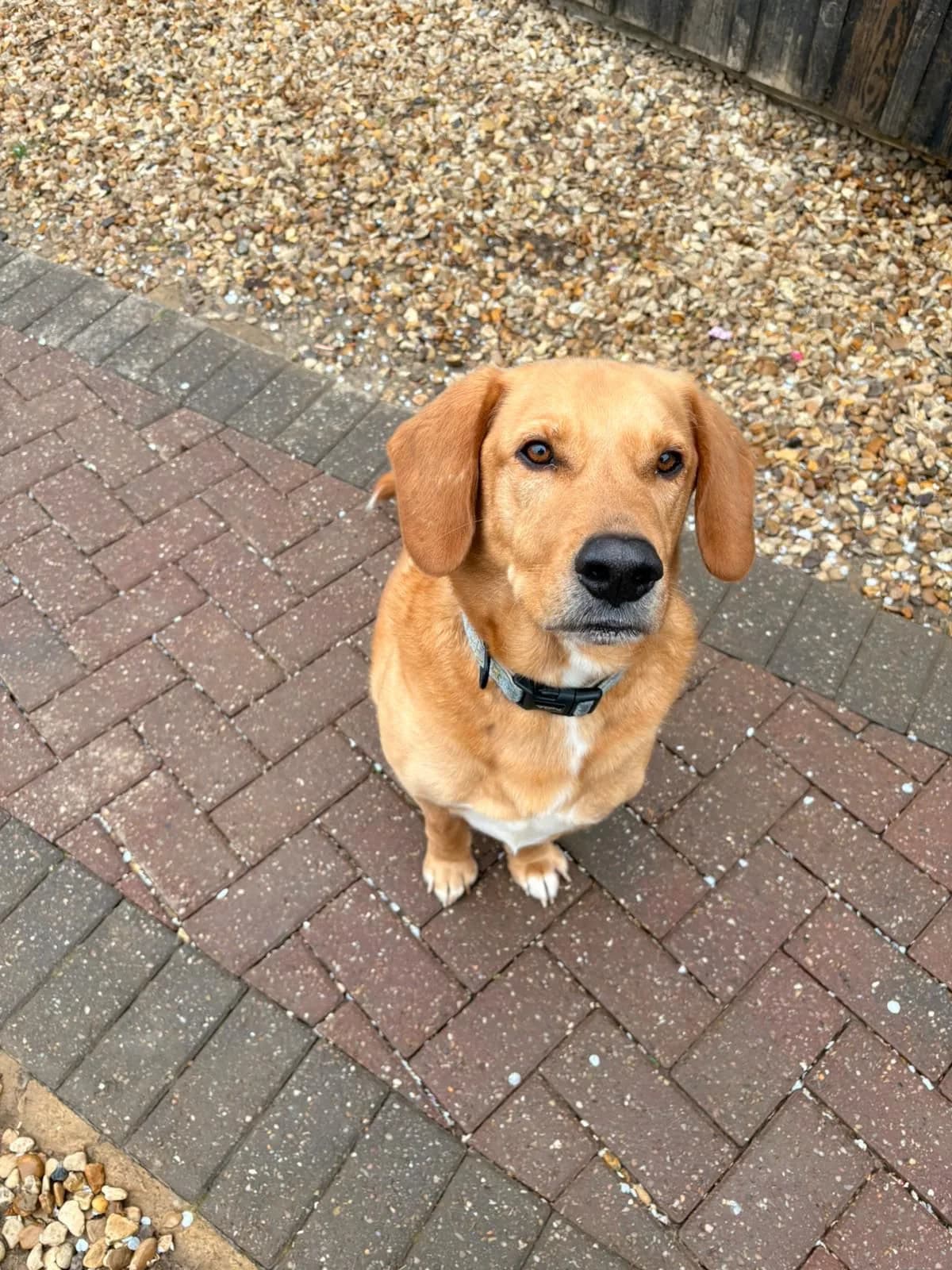 Zeus — Mixed Breed