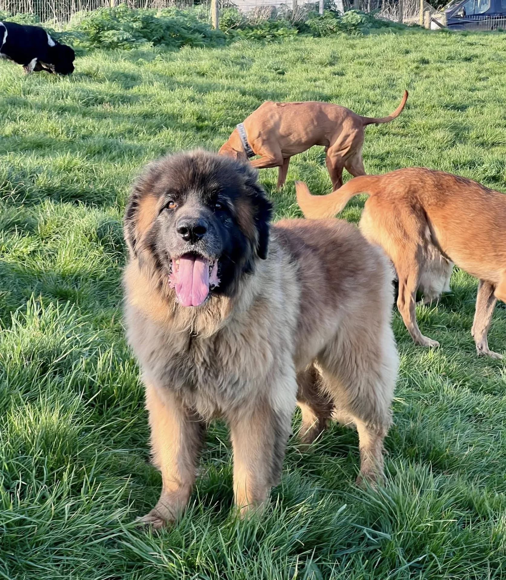 Haka — Leonberger