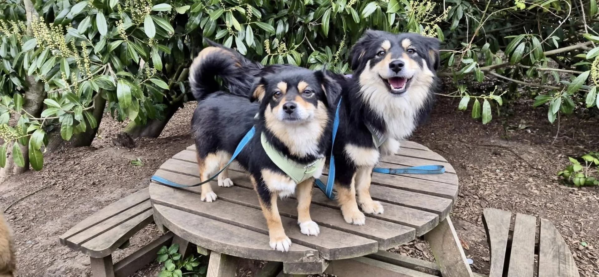 Lady — Mixed Breed